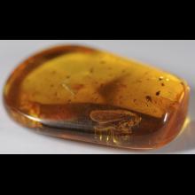 Fossile d'insecte dans de l'ambre